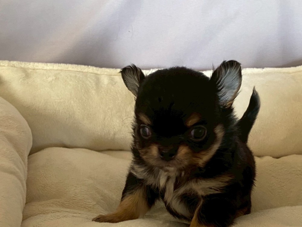 ブラックタンのチワワ（ロング）