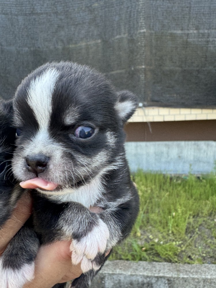 ブラックタン＆ホワイトのイケメン