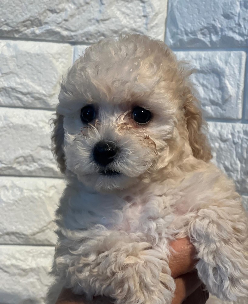 人懐っこいイケメン